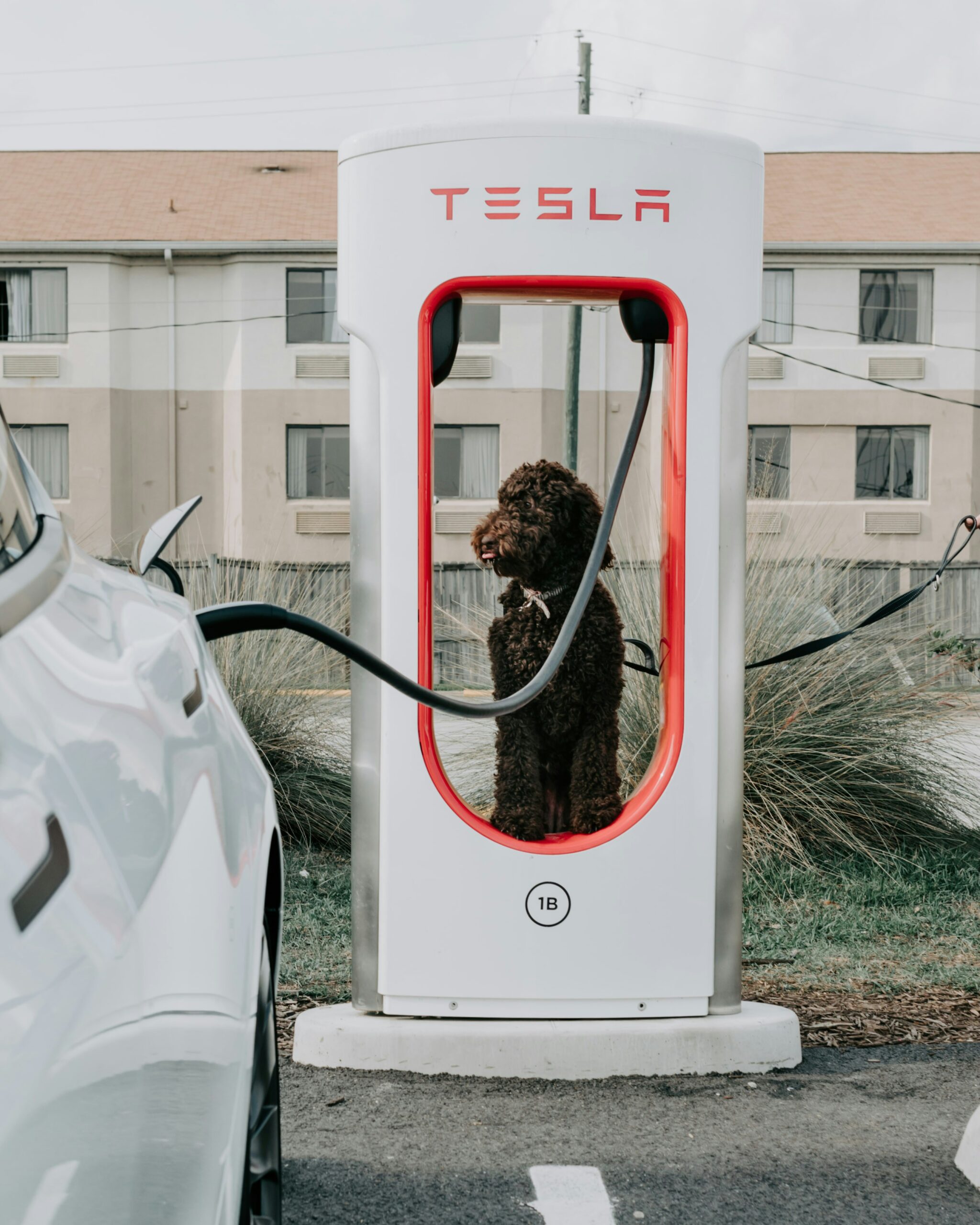 a dog sitting in a charging station next to a white car